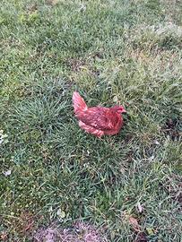 Galline ovaiole