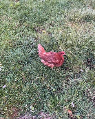 Galline ovaiole