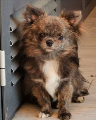 Chihuahua maschio 3 anni blue brindle pelo lungo