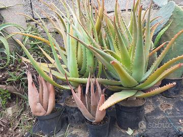 piante carnose e succulenti 