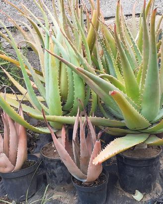 piante carnose e succulenti 
