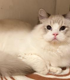 Ragdoll maschio con pedigree