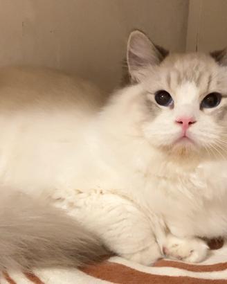 Ragdoll maschio con pedigree