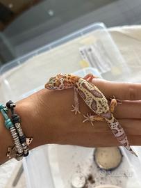 Geco leopardino - Mack Snow Bell Het Eclipse