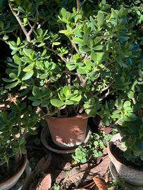 4 piante ( fiore di giada )