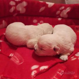 West highland cuccioli