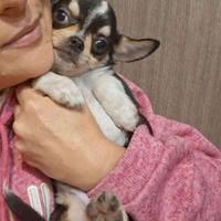 Ceduto Chihuahua mini 4 mesi FOTO VERE