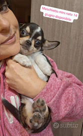 Ceduto Chihuahua mini 4 mesi FOTO VERE