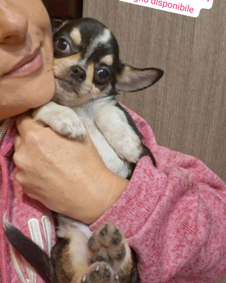 Ceduto Chihuahua mini 4 mesi FOTO VERE