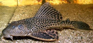 Pterygoplichthys multiradiatus (Pleco comune nero)