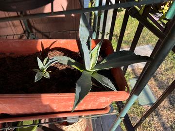 Polloni agave americana