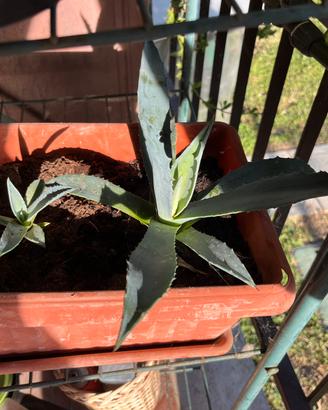 Polloni agave americana