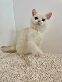 British Shorthair Scottish Fold e Straight
