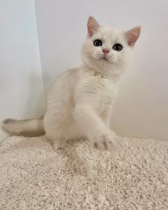 British Shorthair Scottish Fold e Straight