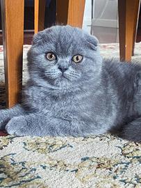 Scottish fold blue