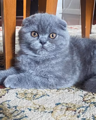 Scottish fold blue