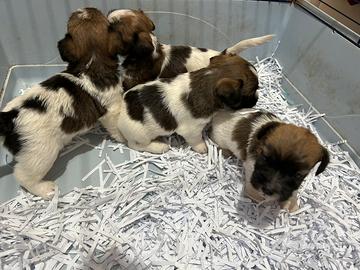 Jack russell broken