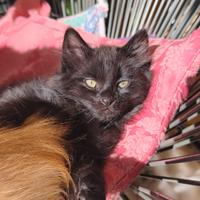 Gattino nero pelo lungo incrocio sacro di Birmania