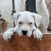 Cuccioli di dogo argentino