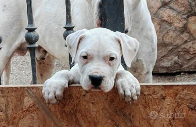 Cuccioli di dogo argentino