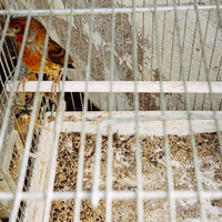 Ibrido canarina carpodaco messicano