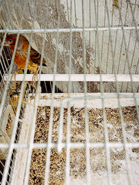 Ibrido canarina carpodaco messicano