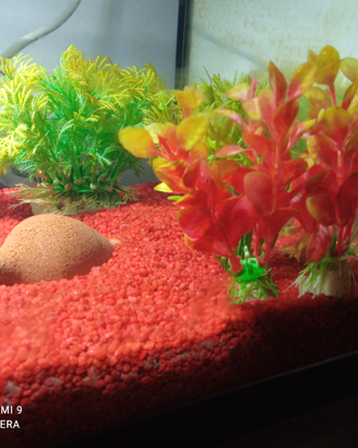 Acquario