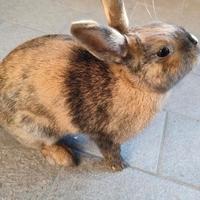 Regalasi coniglietta coniglio