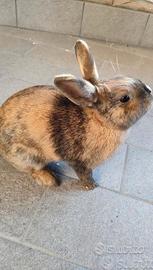 Regalasi coniglietta coniglio