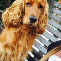 Maschietto 3 anno disponibile per monte