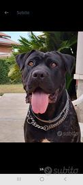 Cuccioli di cane corso