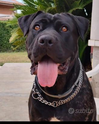 Cuccioli di cane corso