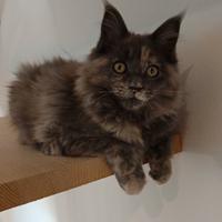 Cucciole Maine Coon