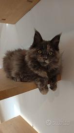 Cucciole Maine Coon