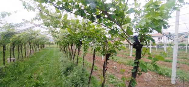 TER. AGRICOLO A SAN PIETRO IN CARIANO