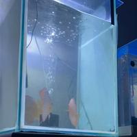 Acquario cubo di riproduzione