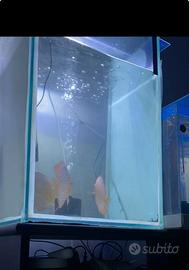 Acquario cubo di riproduzione