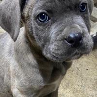 Cane corso