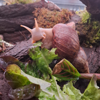 Achatina Fulica Lumaca Gigante Africana