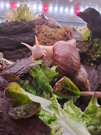 Achatina Fulica Lumaca Gigante Africana