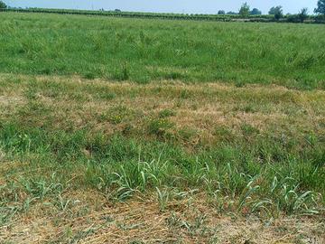 Terreno agricolo irriguo 1 ettaro (3,2 biolche)