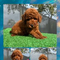 Barboncino red nano _ PASCIA'