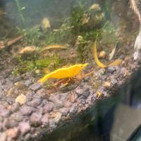 Caridine gialle - solo ritiro prov Lecco