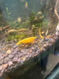 Caridine gialle - solo ritiro prov Lecco