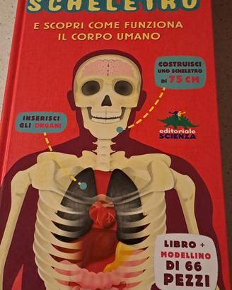 Gioco "Costruisci il tuo scheletro"