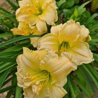 Hemerocallis Schnickel Fritz 