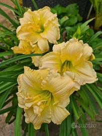 Hemerocallis Schnickel Fritz 