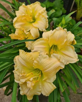 Hemerocallis Schnickel Fritz 