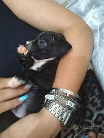Una cagnolina