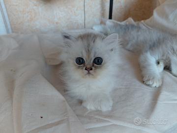 pensione per gatti e cani